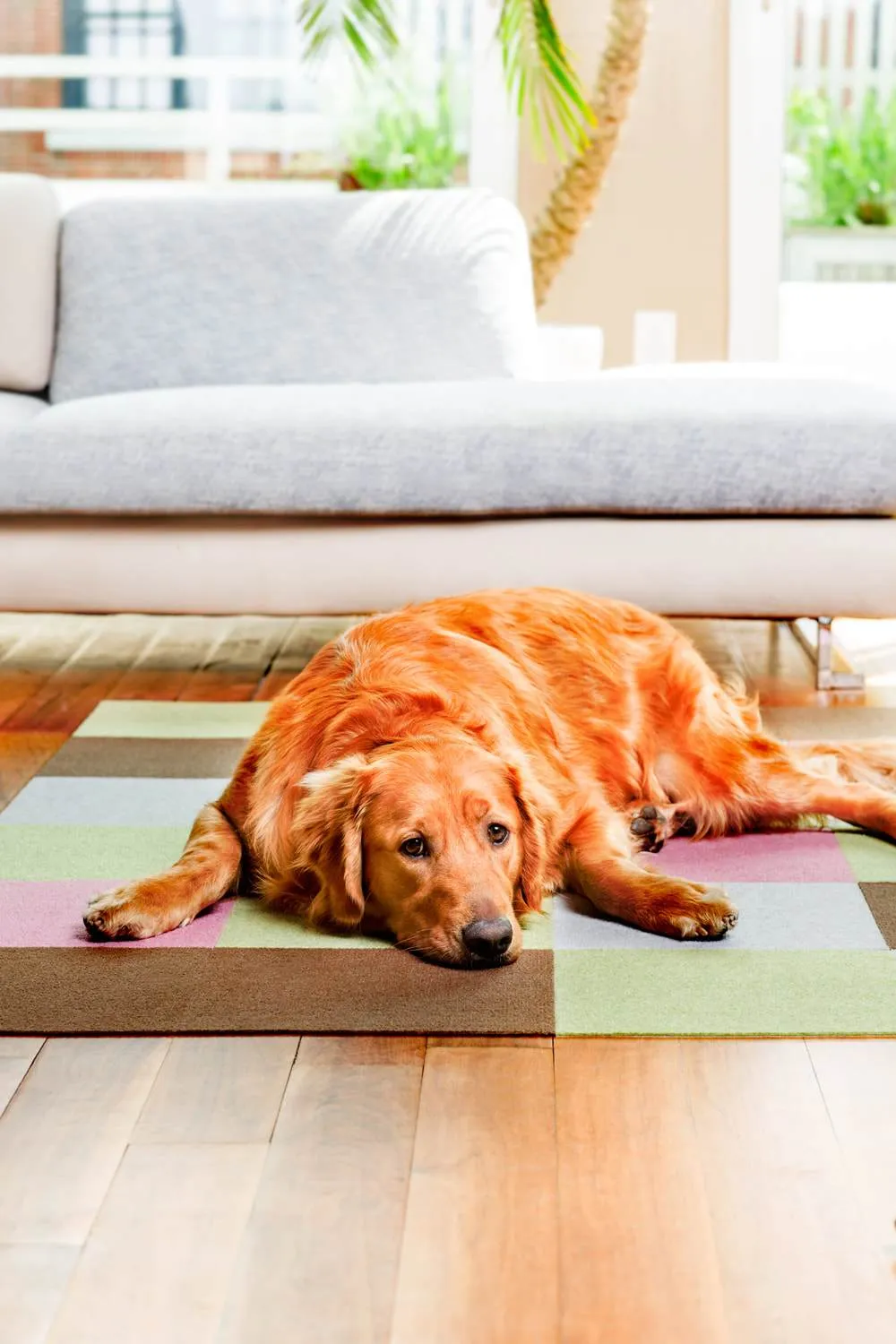 25% OFF: Triluc Non-Slip Washable & Water-Repellent Pet Mat (Navy Blue 4-Piece)